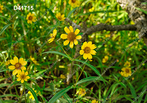 Nodding Beggarticks (Bidens cernua)